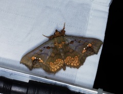 Lopharthrum comprimens