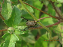 Anomala takasagoensis