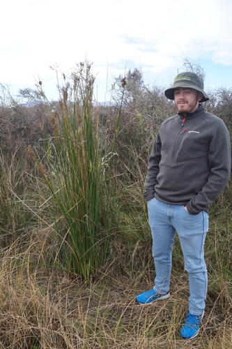 Pale rush (Juncus pallidus)