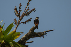 Falco rufigularis image