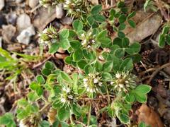 Trifolium scabrum
