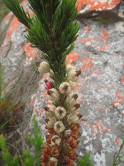Erica grisbrookii