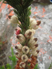 Erica grisbrookii