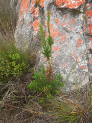 Erica grisbrookii