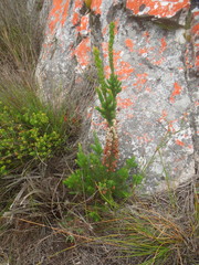 Erica grisbrookii
