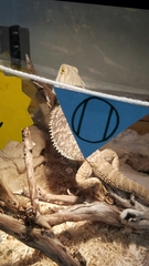 Pogona