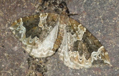 Eulithis prunata