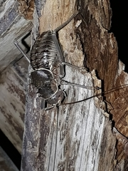 Acanthoplus discoidalis
