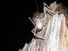 Acanthoplus discoidalis