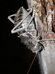 Acanthoplus discoidalis