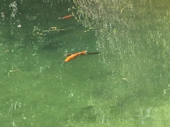 Leuciscus idus