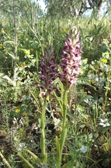 Anacamptis coriophora