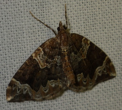 Eulithis prunata