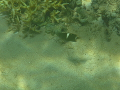 White-Spot Damsel photo 3