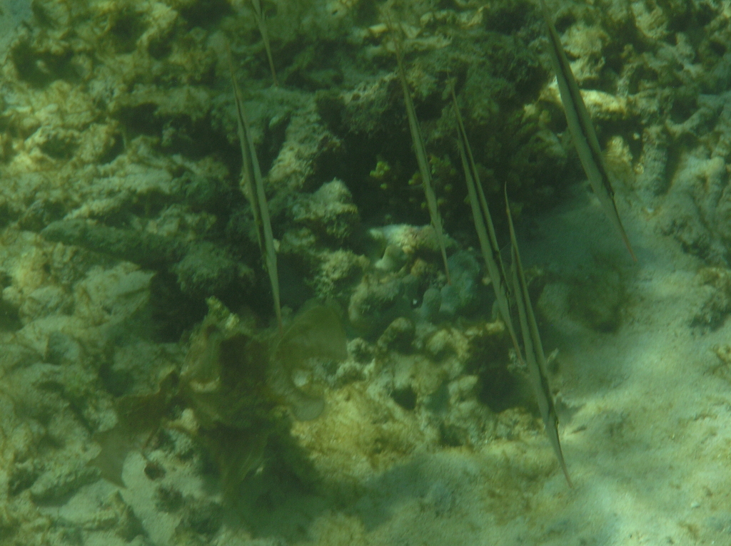 Razorfish