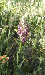 Anacamptis coriophora