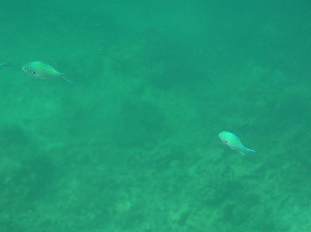 Black-axil chromis