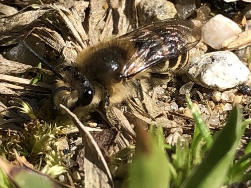 Blueberry Cellophane Bee photo 5