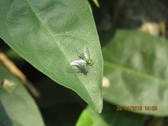 Chrysosoma globiferum