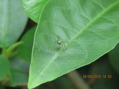 Chrysosoma globiferum