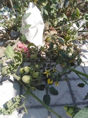 Solanum lycopersicum