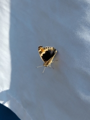 Junonia orithya