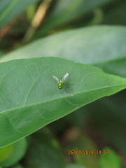 Chrysosoma globiferum