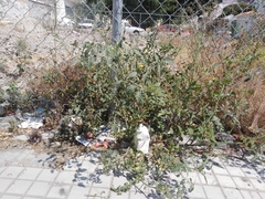 Solanum lycopersicum