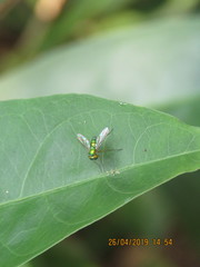 Chrysosoma globiferum