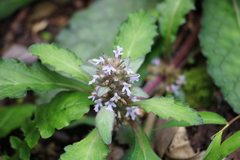 Ajuga taiwanensis