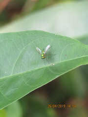 Chrysosoma globiferum