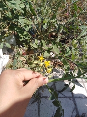 Solanum lycopersicum