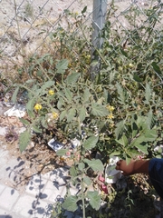 Solanum lycopersicum
