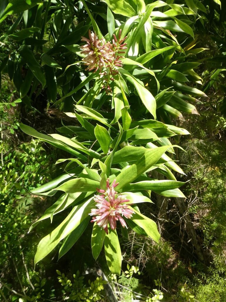 Song of India (Dracaena reflexa)
