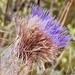 Bristle Thistle - Photo (c) Levi Smith, some rights reserved (CC BY-NC), uploaded by Levi Smith