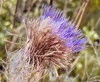 Bristle Thistle - Photo (c) Levi Smith, some rights reserved (CC BY-NC), uploaded by Levi Smith