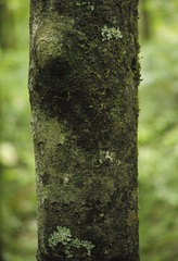 Cladrastis kentukea