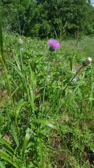 Cirsium texanum
