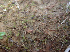 Crassula sinclairii