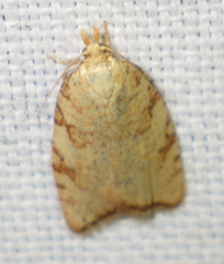 Aleimma loeflingiana