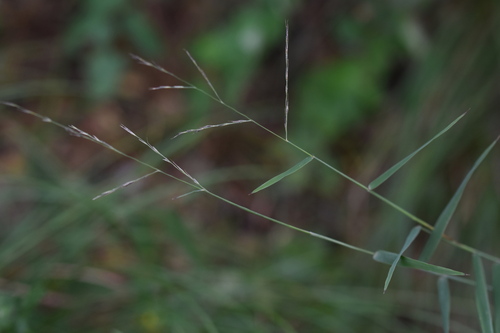 Cleistogenes hackelii iNat (3)