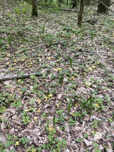 Colchicum umbrosum (Colchicum umbrosum)