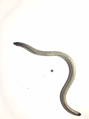 Anniella pulchra