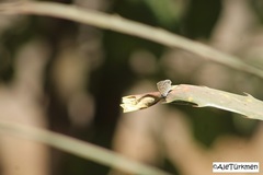 Leptotes cassius cassidula