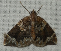 Eulithis prunata