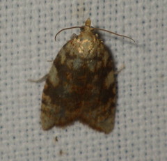 Aleimma loeflingiana