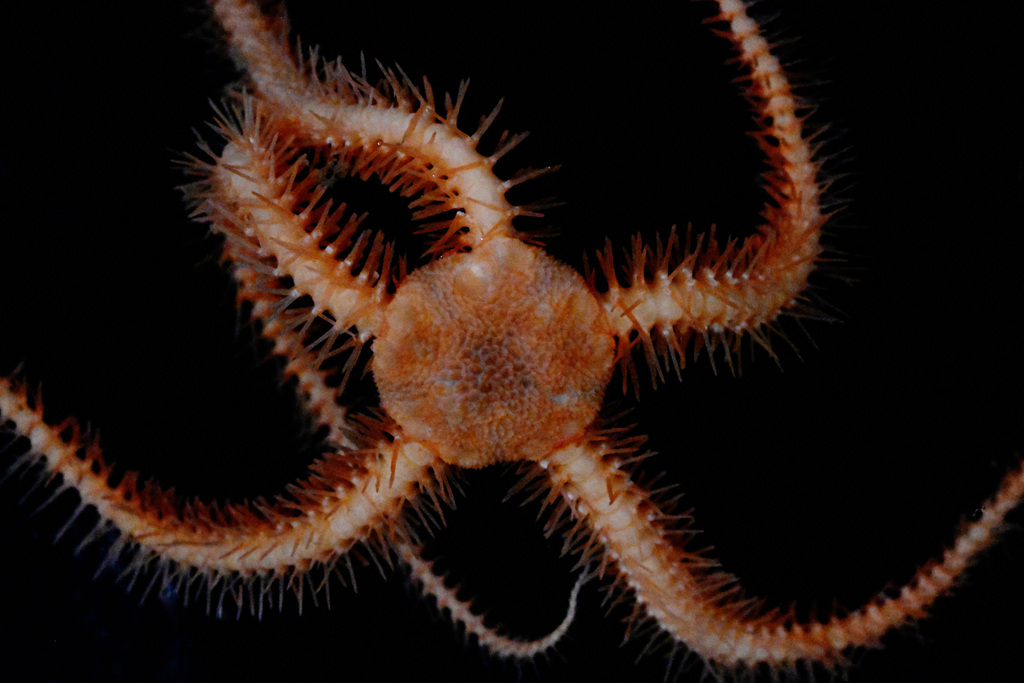Ophiacantha