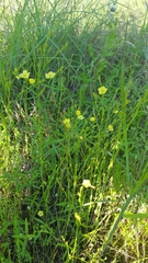 Linum rupestre