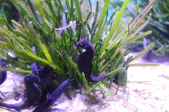 Hippocampus capensis