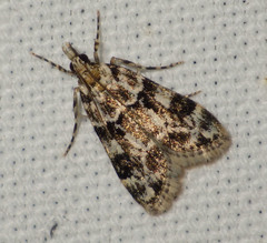 Eudonia delunella